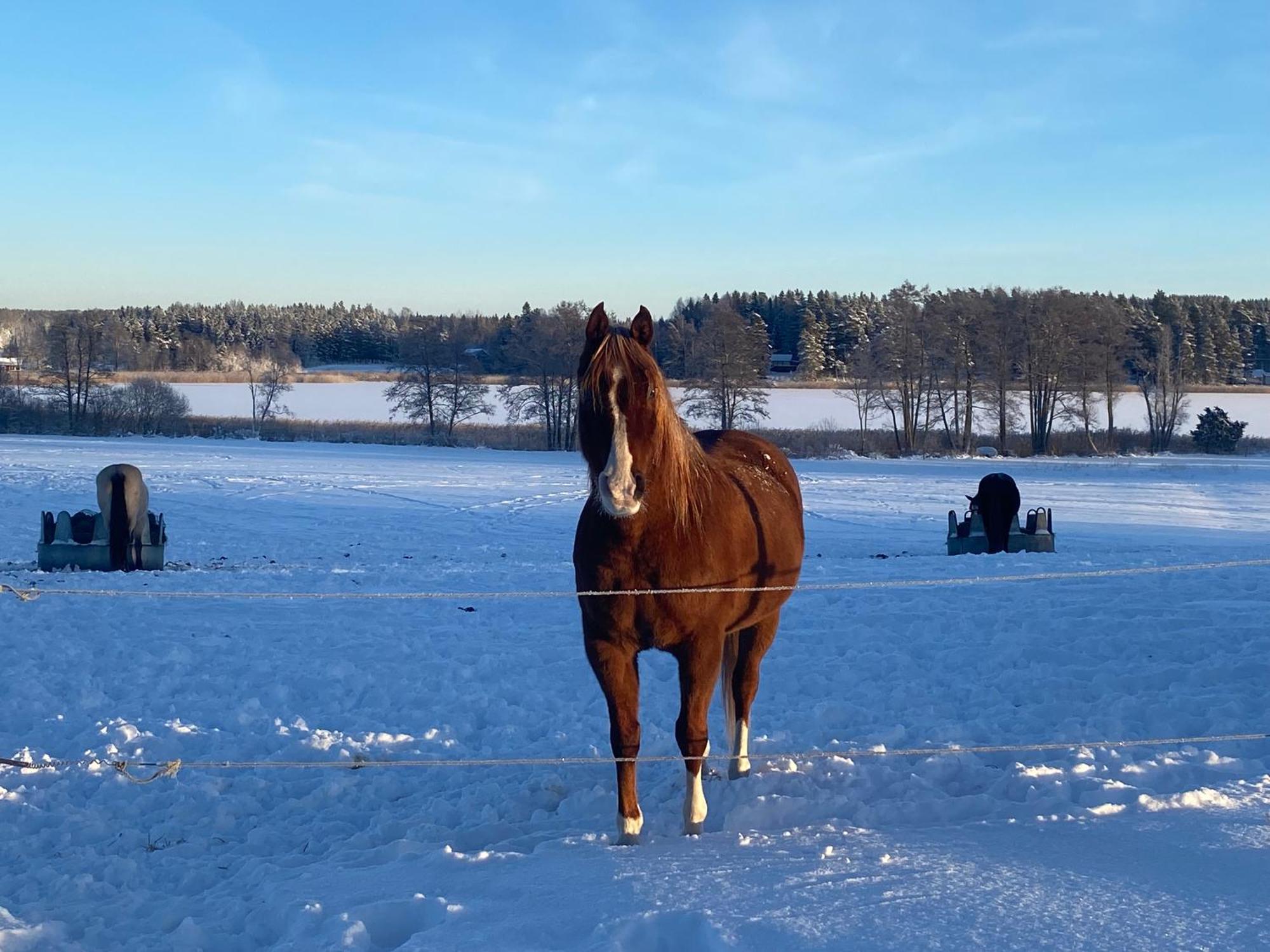 Ulvsby Ranch Western Camp Karlstad Dış mekan fotoğraf