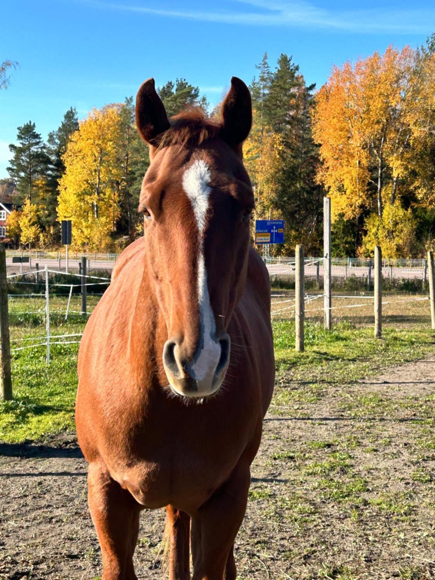 Ulvsby Ranch Western Camp Karlstad Dış mekan fotoğraf